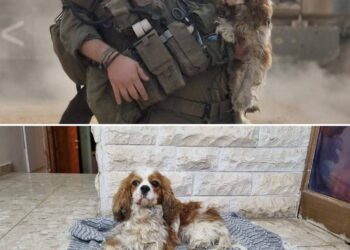 "מרגש: כלבה שנחטפה מניר עוז ב-7 באוקטובר נמצאה בחיים ברפיח על ידי לוחם גולני"