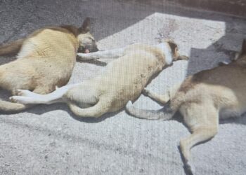 תושב הצפון הרעיל למוות שלושה כלבים של שכניו בעקבות סכסוך על אדמות