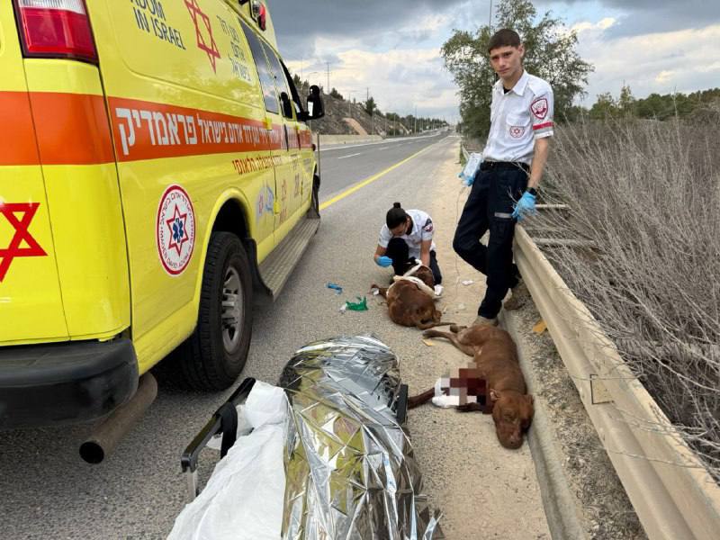 תמונה נלווית לכתבה